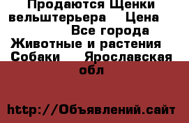 Продаются Щенки вельштерьера  › Цена ­ 27 000 - Все города Животные и растения » Собаки   . Ярославская обл.